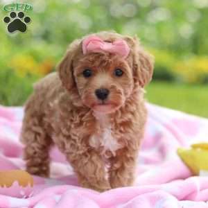 Tabby, Havapoo Puppy