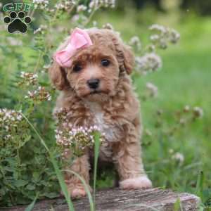 Tabby, Havapoo Puppy