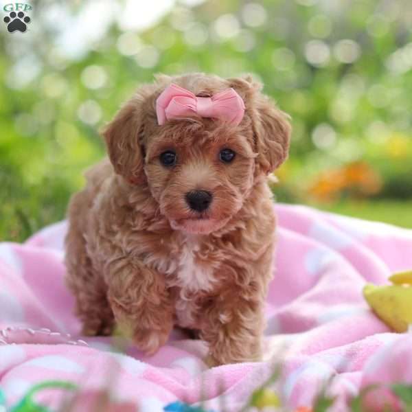 Tabby, Havapoo Puppy