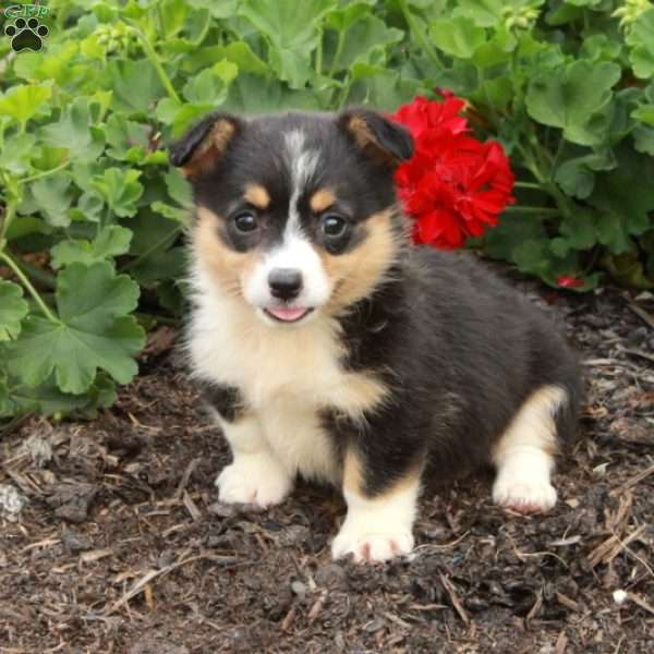 Tabitha, Pembroke Welsh Corgi Puppy