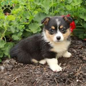 Tabitha, Pembroke Welsh Corgi Puppy