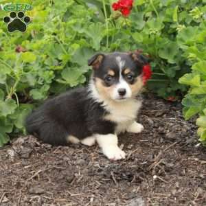 Tabitha, Pembroke Welsh Corgi Puppy