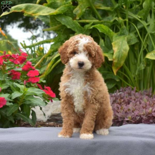 Taffy, Mini Goldendoodle Puppy