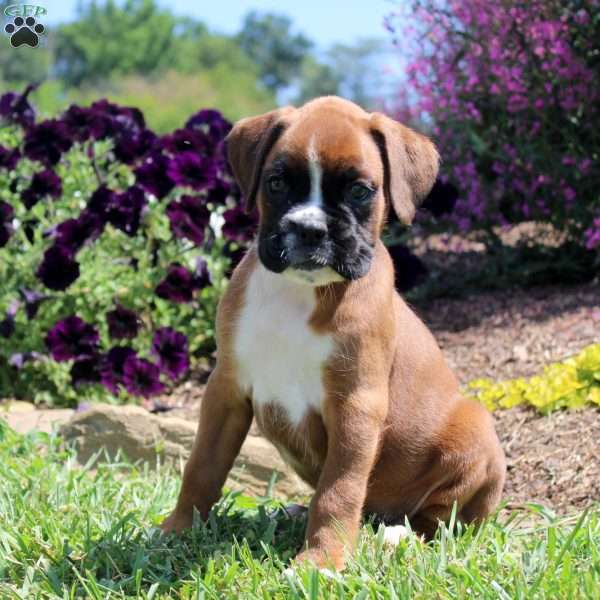 Taffy, Boxer Puppy