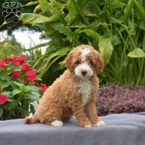 Taffy, Mini Goldendoodle Puppy