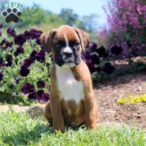 Taffy, Boxer Puppy