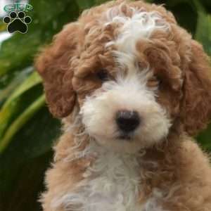 Taffy, Mini Goldendoodle Puppy
