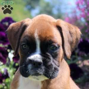 Taffy, Boxer Puppy
