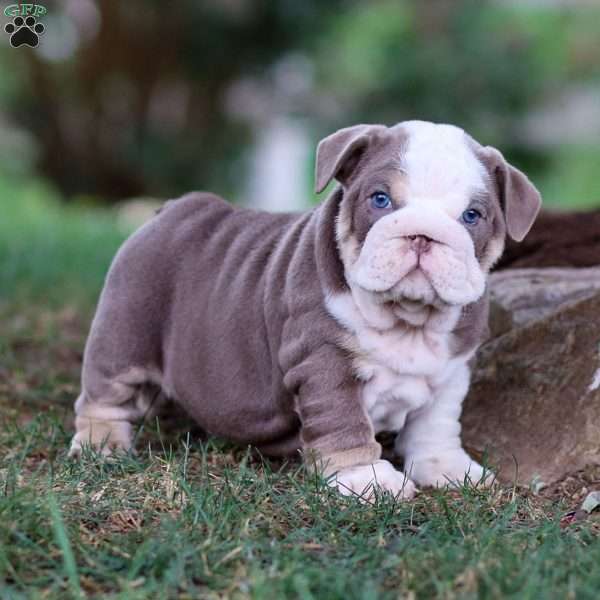 Tailee, English Bulldog Puppy