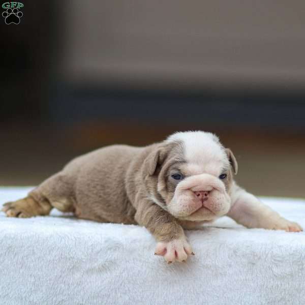 Tailee, English Bulldog Puppy