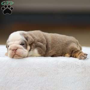 Tailee, English Bulldog Puppy
