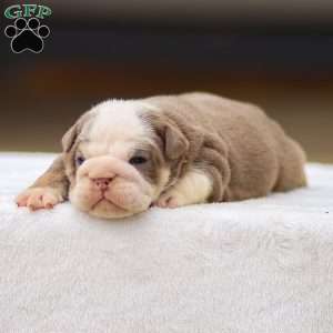 Tailee, English Bulldog Puppy