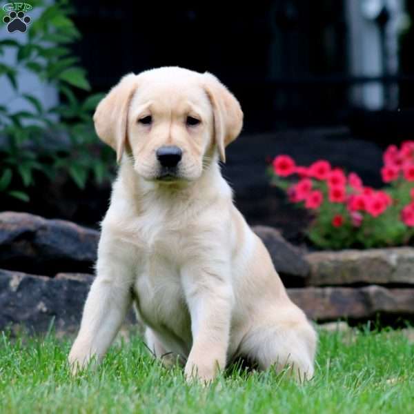Tammy, Yellow Labrador Retriever Puppy