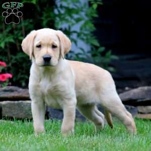 Tammy, Yellow Labrador Retriever Puppy