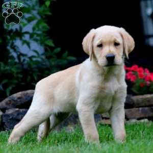 Tammy, Yellow Labrador Retriever Puppy