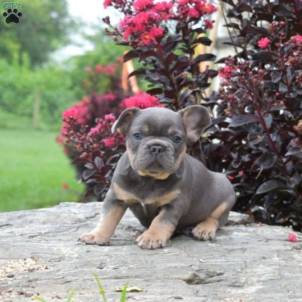Tank, French Bulldog Puppy