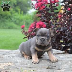Tank, French Bulldog Puppy