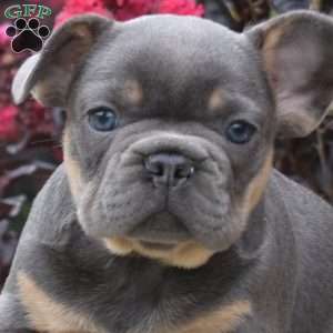 Tank, French Bulldog Puppy