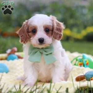 Tanner, Cavapoo Puppy