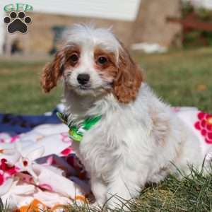 Tanner, Cavapoo Puppy