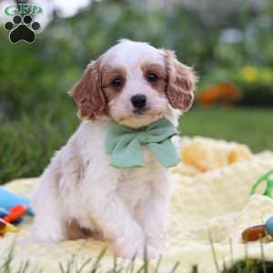Tanner, Cavapoo Puppy