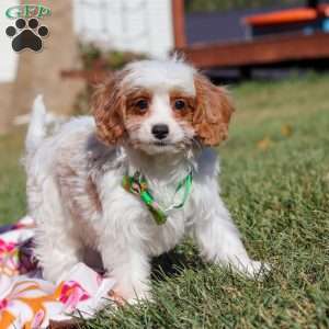 Tanner, Cavapoo Puppy