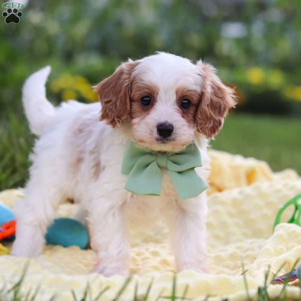 Tanner, Cavapoo Puppy