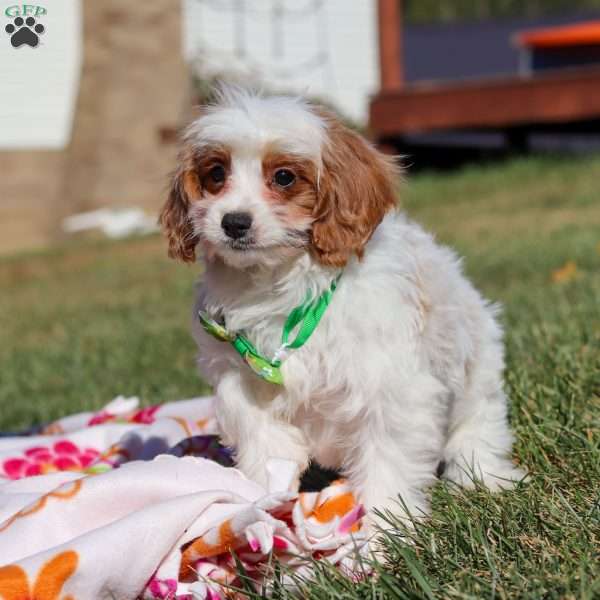Tanner, Cavapoo Puppy
