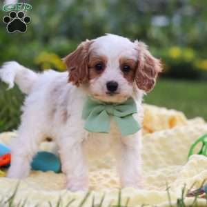 Tanner, Cavapoo Puppy
