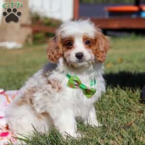 Tanner, Cavapoo Puppy