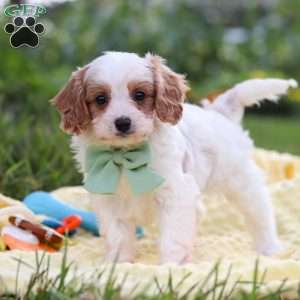 Tanner, Cavapoo Puppy