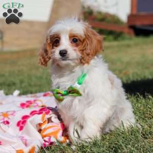 Tanner, Cavapoo Puppy