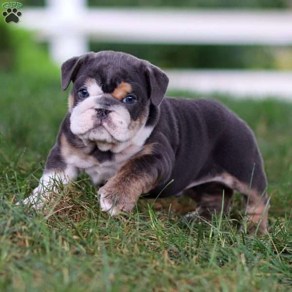 Tanner, English Bulldog Puppy