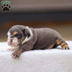 Tanner, English Bulldog Puppy