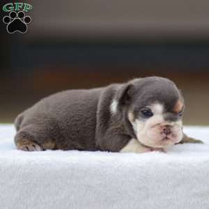 Tanner, English Bulldog Puppy