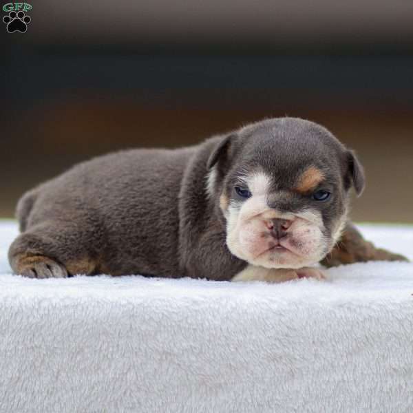 Tanner, English Bulldog Puppy