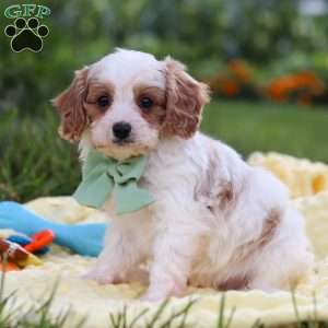 Tanner, Cavapoo Puppy