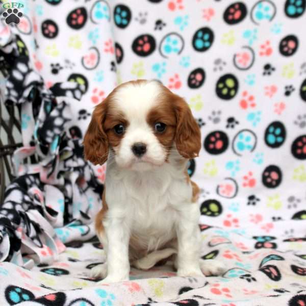 Tasha, Cavalier King Charles Spaniel Puppy