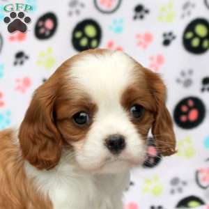 Tasha, Cavalier King Charles Spaniel Puppy