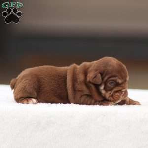 Tasha, English Bulldog Puppy