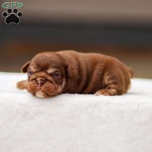 Tasha, English Bulldog Puppy