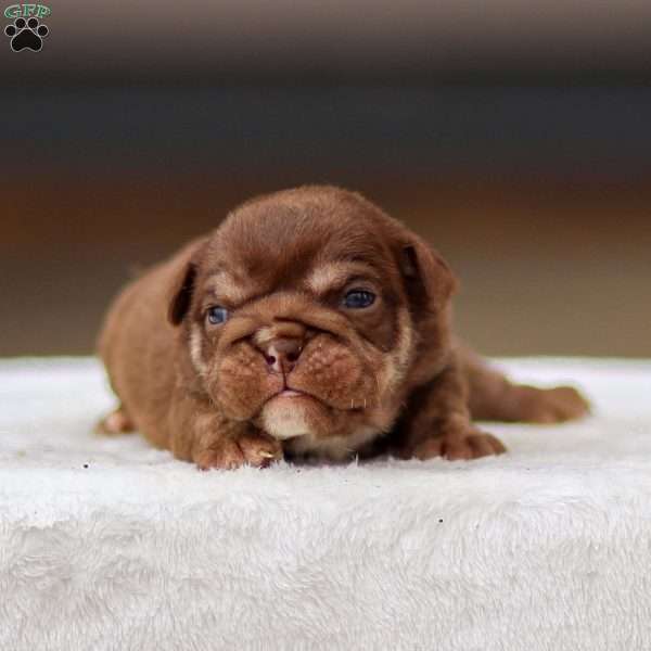 Tasha, English Bulldog Puppy