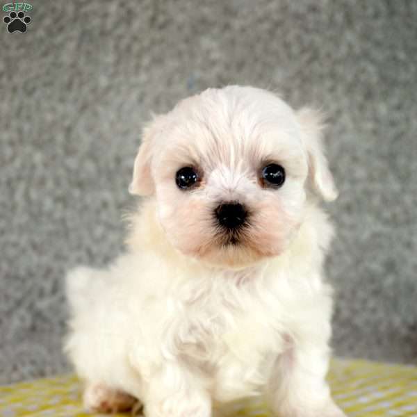 Tasha, Maltese Puppy