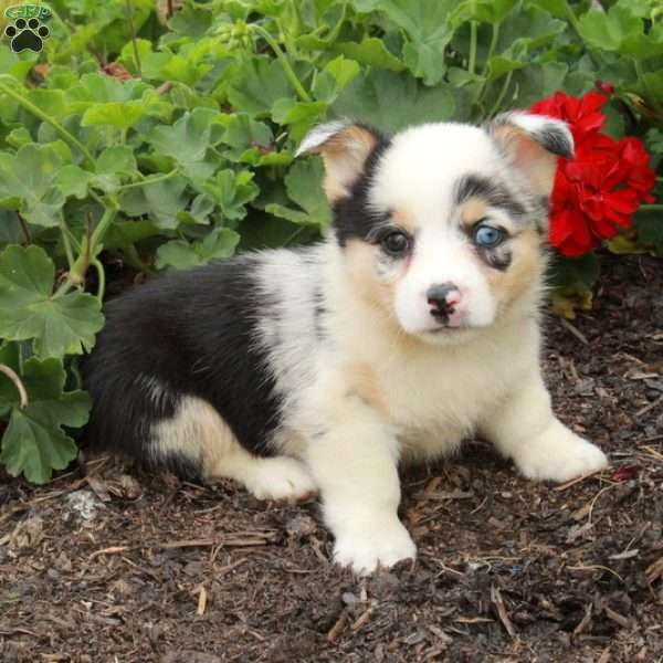 Tati, Pembroke Welsh Corgi Puppy