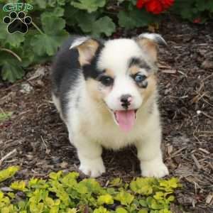 Tati, Pembroke Welsh Corgi Puppy