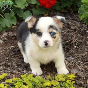 Tati, Pembroke Welsh Corgi Puppy