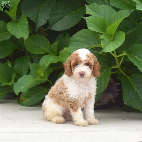 Tator Tot, Toy Poodle Puppy