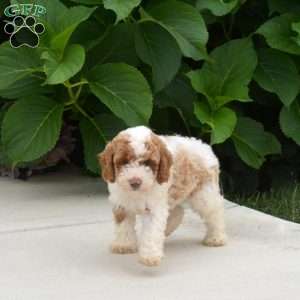 Tator Tot, Toy Poodle Puppy