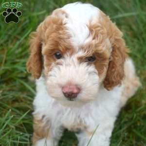 Tator Tot, Toy Poodle Puppy