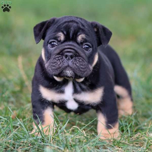 Tatum, English Bulldog Puppy